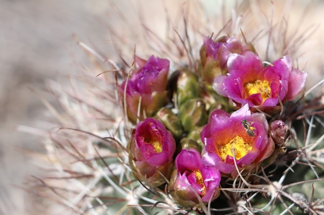 A bee pollinating on a Clover Cactus flowers.