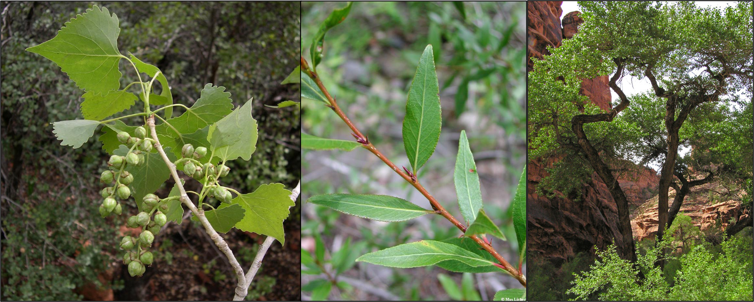 Several types of cottonwood trees found in the San Juan Basin.