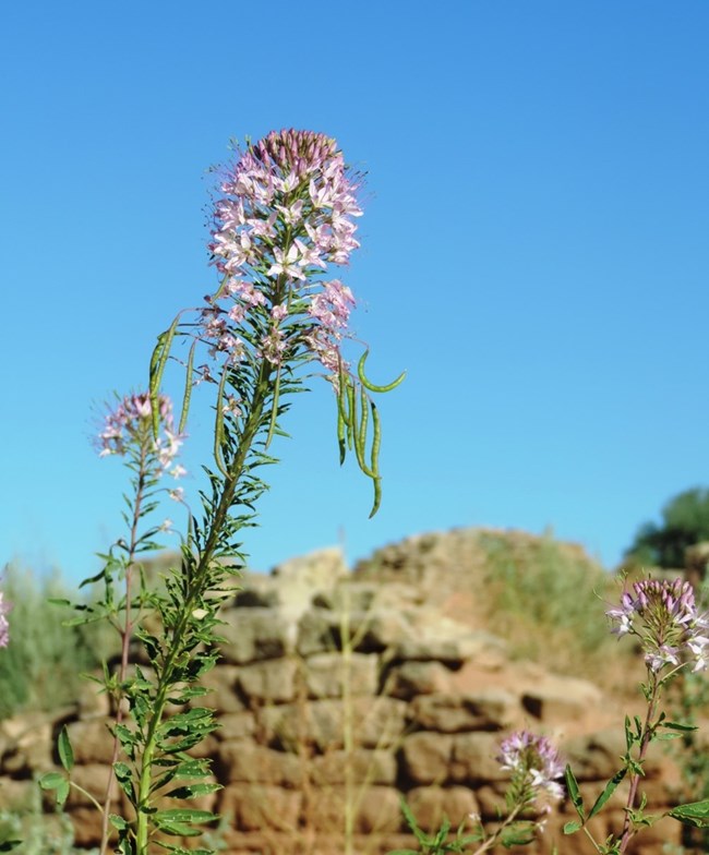 Rocky mountain beeplant in bloom.