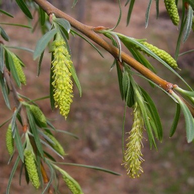 Coyote Willow