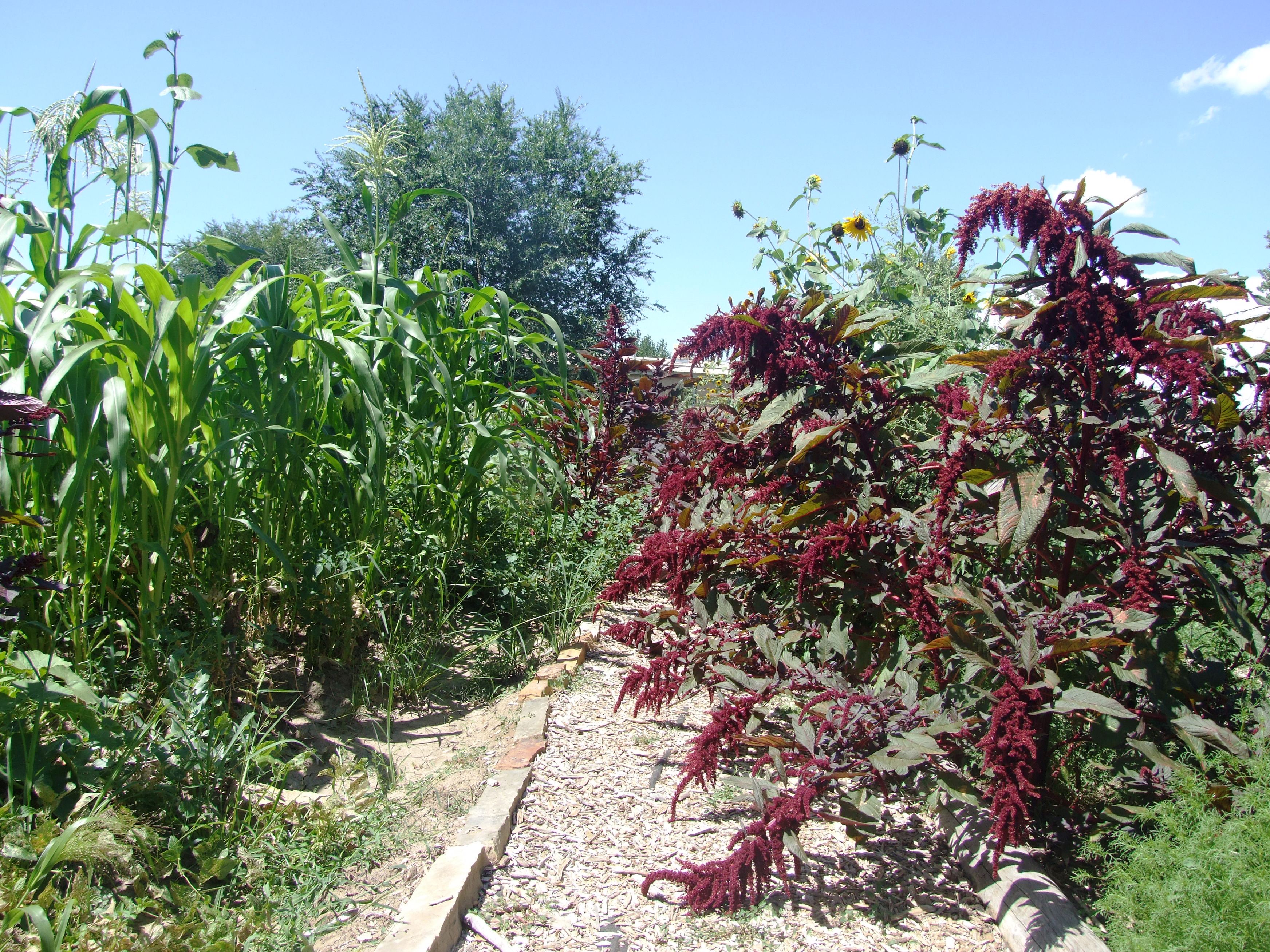 A view of the heritage garden.