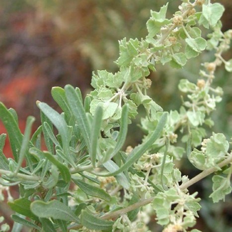 Four-Wing Saltbush