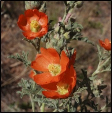 Globemallow