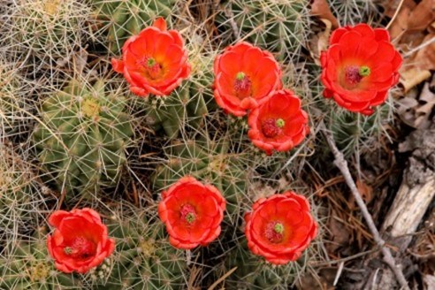 Claret Cup Hedgehog Cactus