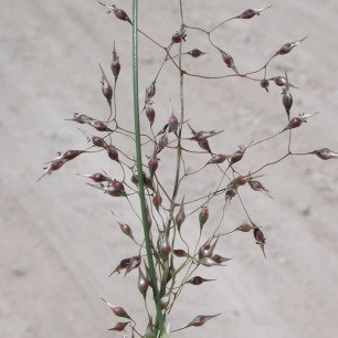 Indian Rice Grass