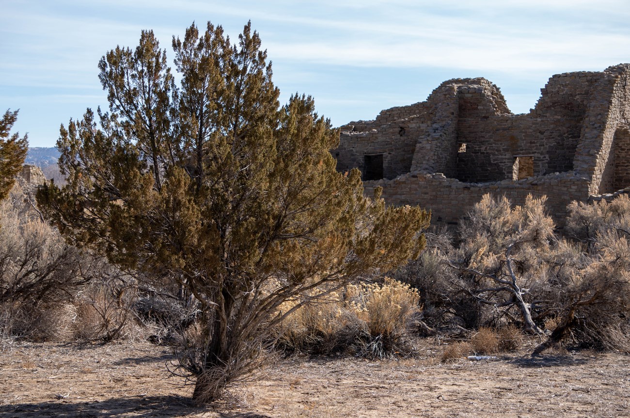 A juniper tree growing at Aztec Ruins National Monument.