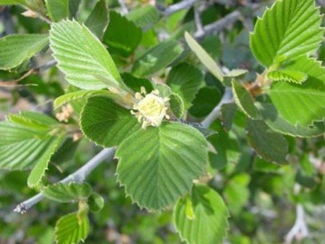 Mountain Mahogany