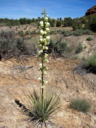 Narrow Leaf Yucca