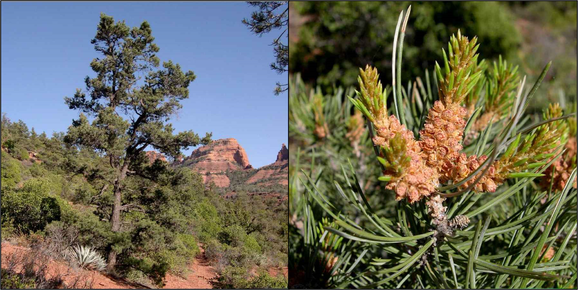 Pinyon Pine Tree