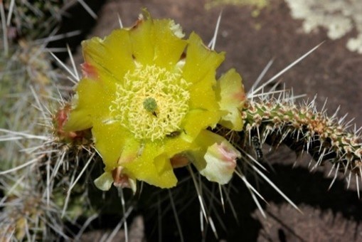 Plains Prickly Pear