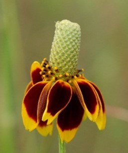 Prairie Coneflower