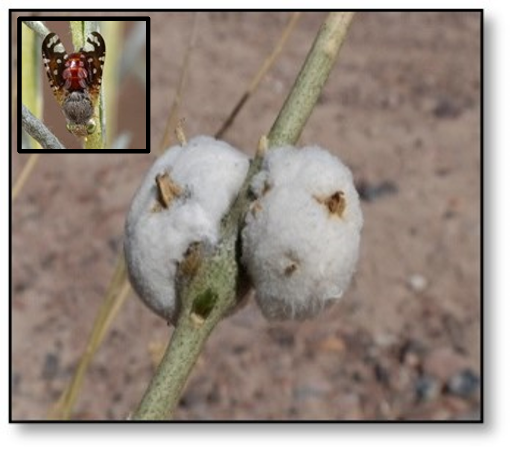 Galls on rabbitbrush from a fruit fly, with fly shown in inset.