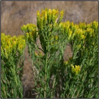 Rabbitbrush