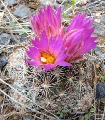 Spinystar Cactus