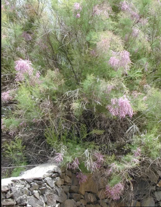 Tamarisk, as photographed at Saguaro National Park.