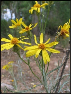 Threadleaf Groundsel