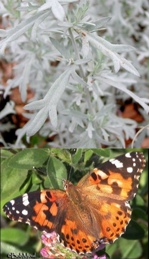 White sage and painted lady butterfly.