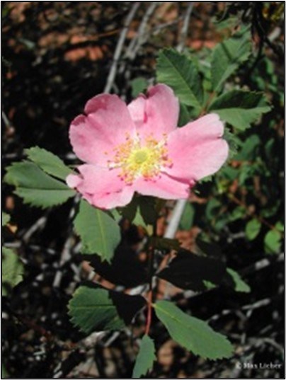 Wood's rose flower