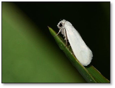 Yucca Moth