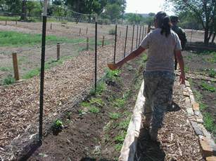 Cadets watering demonstration garden