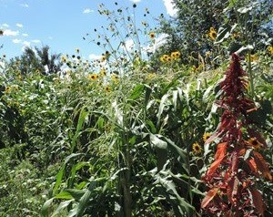 Plants growing in the Heritage Garden