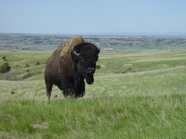 bison002 a bison walks forward facing the camera with rolling green prairie in the background