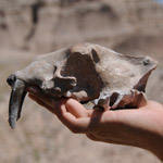 saber tooth cat skull held by ranger in the Badlands