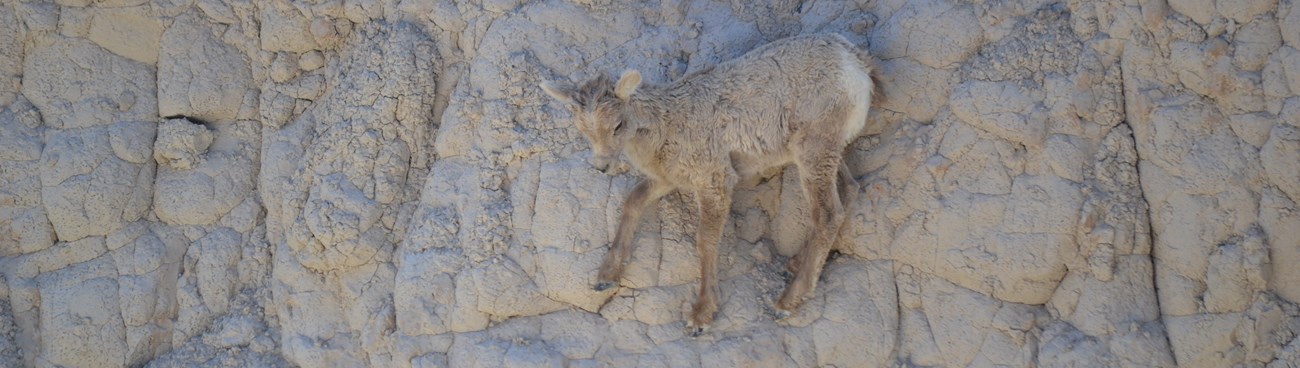 a bighorn sheep lamb carefully places its front hoof on a nearby rock while climbing on a sheer wall.