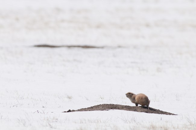 Prairie dog on a mound in the snow Prairie dog on a mound in the snow