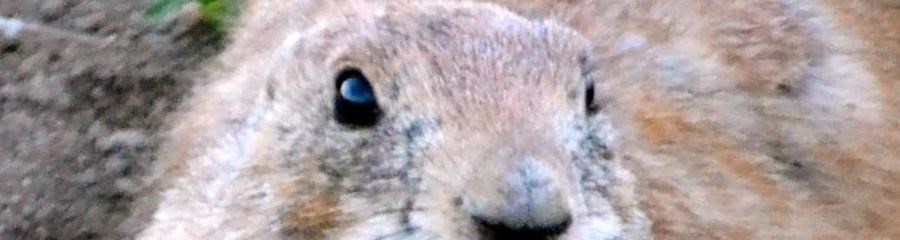 Single prairie dog on top of mound