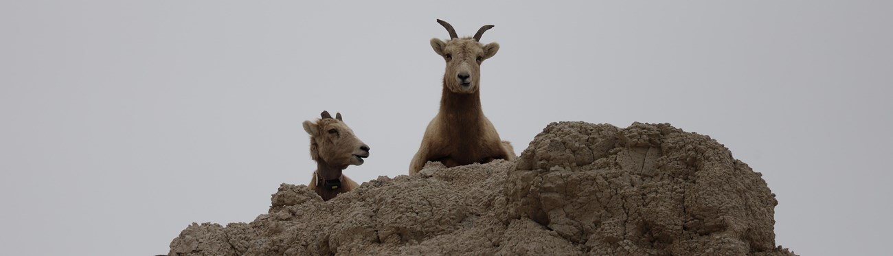 Two bighorn partially hidden behind badlands formations against grey sky with one staring at the camera