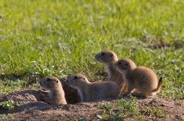 Prairie dogs Prairie dogs