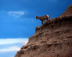 Bighorn sheep lamb on formation Bighorn sheep lamb on formation