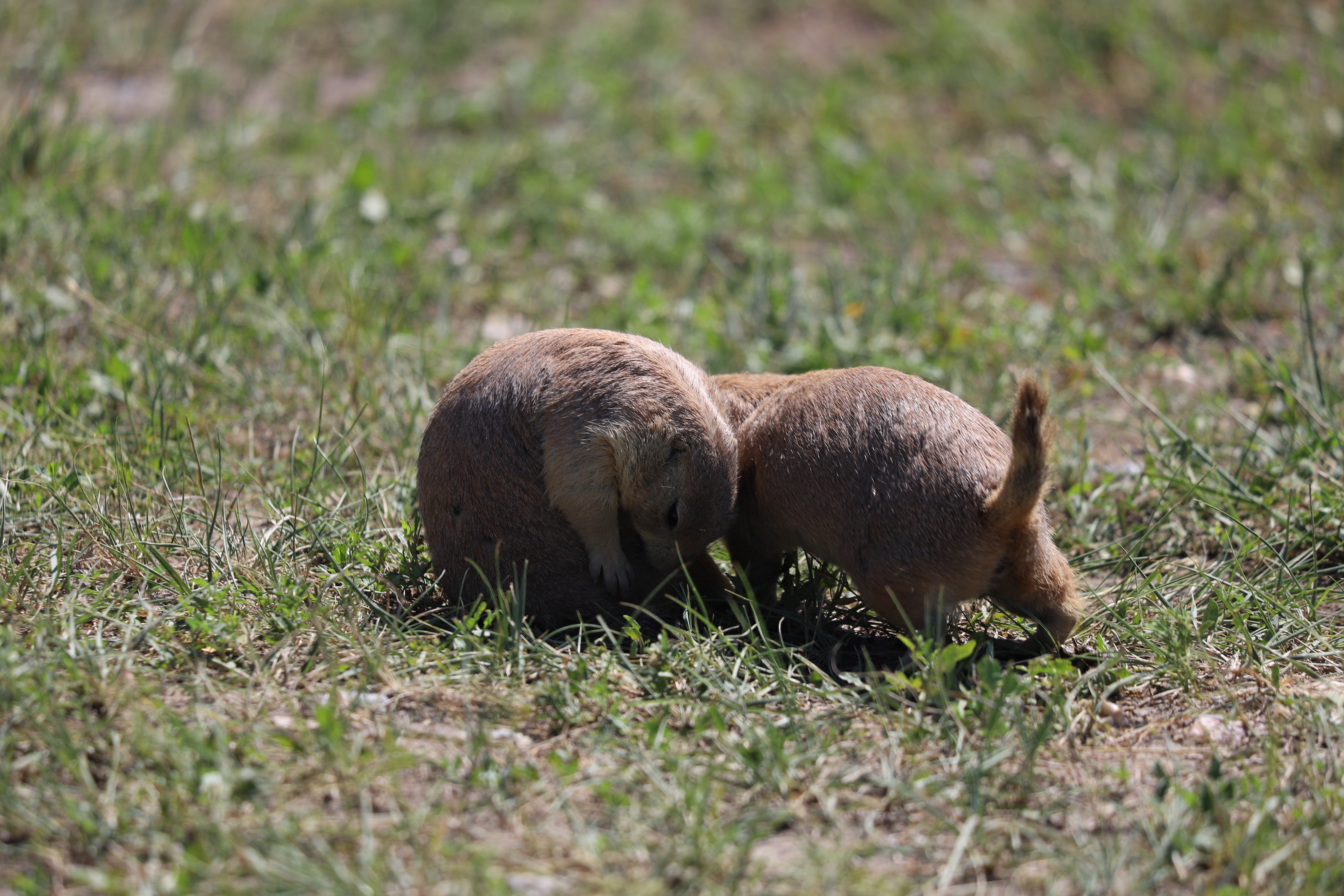 Prairie Dogs: Pipsqueaks of the Prairie (. National Park Service)