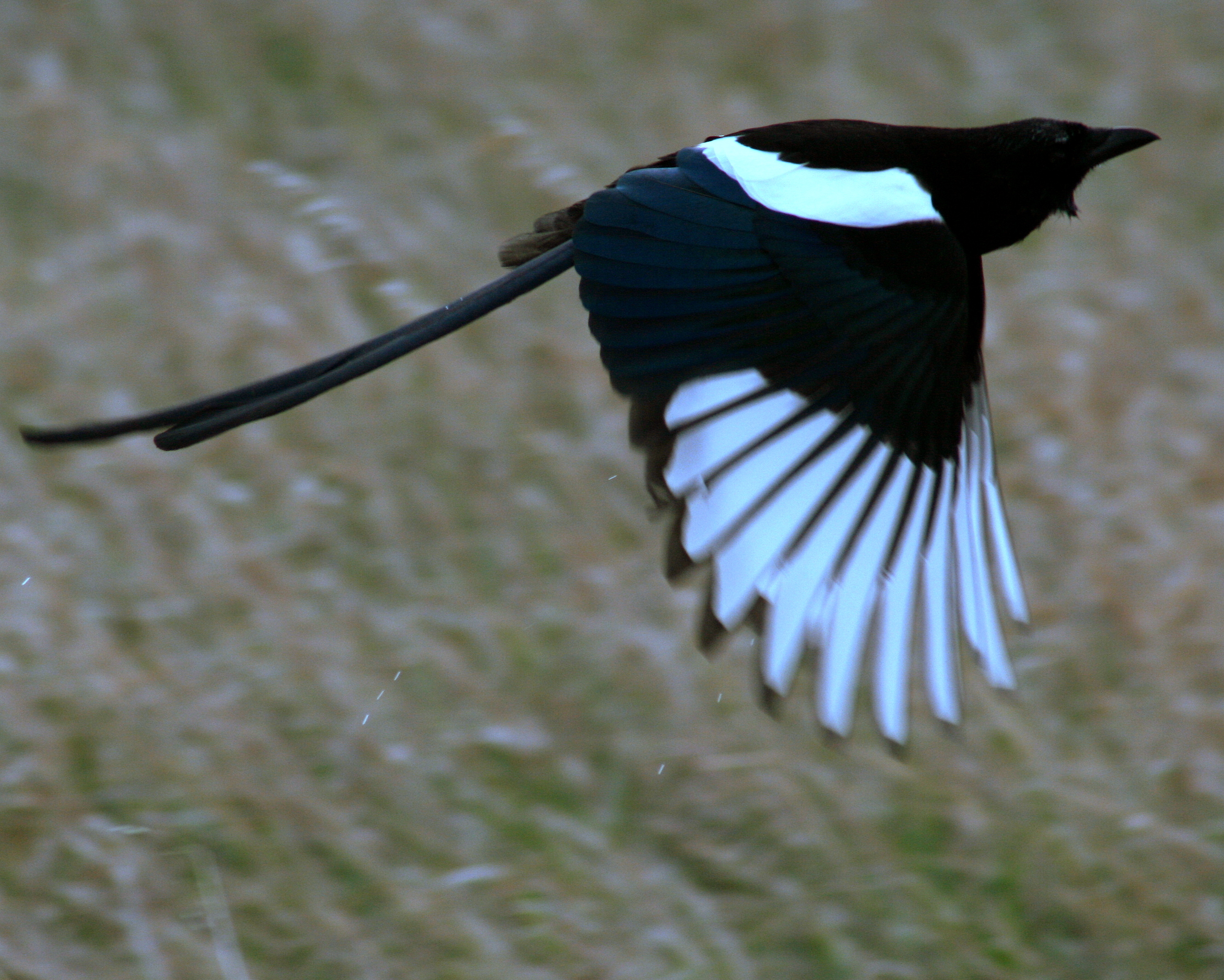 20010416_Magpie(unkeék'ihe)fly02_2661x2130 Black-billed magpie in midflight