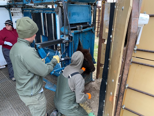 Bison processing at 2022 Badlands Bison Roundup Bison caught in chute while biologists are in contact with the animal