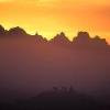 Mule Deer at Sunrise by Mark Dornblaser