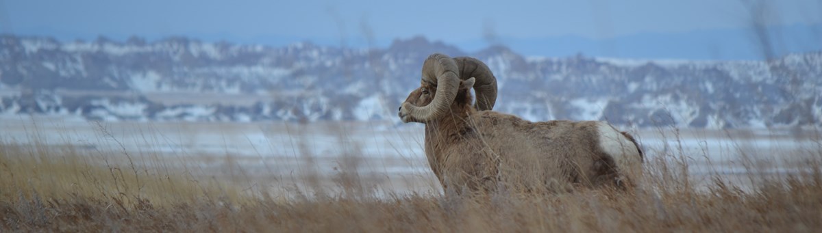 a bighorn sheep with huge curly horns appears through brown prairie grasses with snowy badlands buttes in the distance.