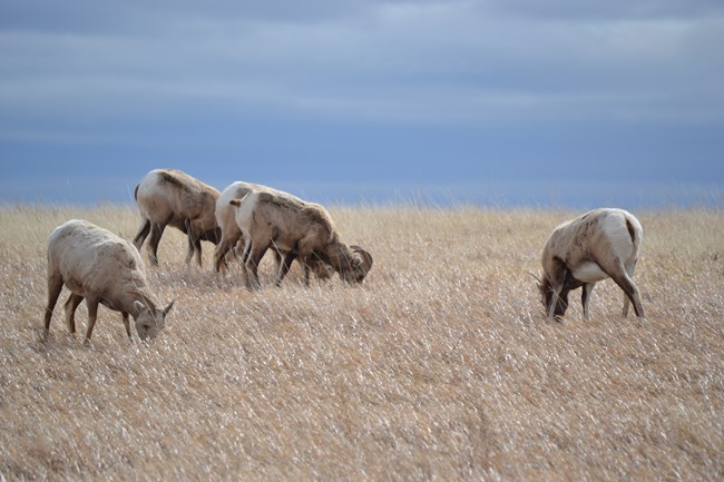four female bighorn sheep graze in a field with long brown grasses.
