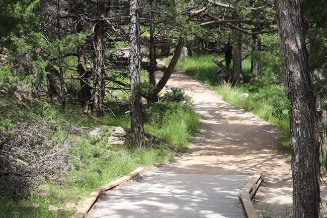 A boardwalk trail leads to a dirt trail surrounded in shade by juniper trees.