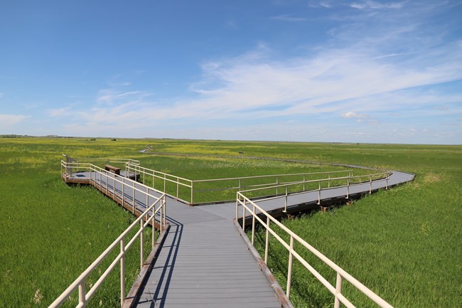 a boardwalk path forks and goes in two directions through bright green grasses with rolling prairie extending to the horizon
