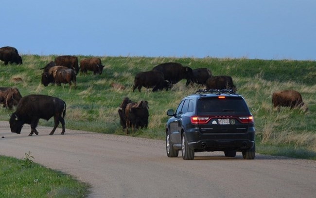 Vehicle driving along the gravel Sage Creek Rim Road. Bison graze next to the road on green grass.