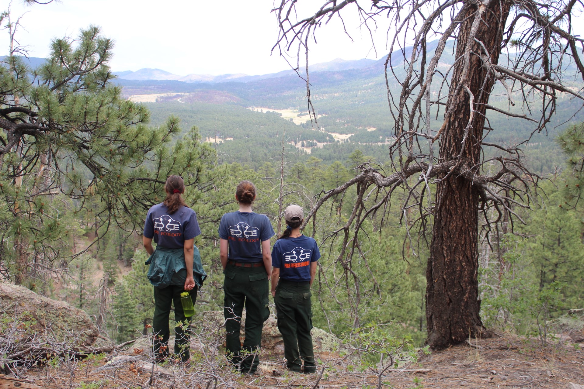 Fire ecology staff stands with their back to the camera looking over a green canyon
