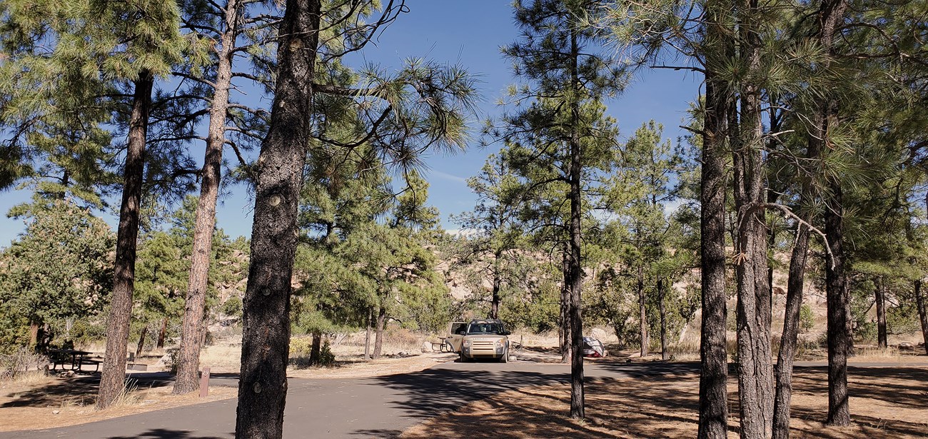 a road and paved sites in a campground with tall trees