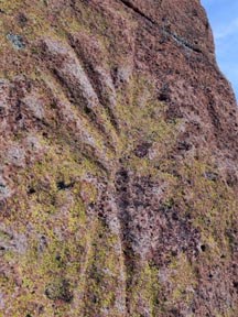 Corn petroglyph at Tsankawi