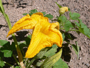 squash blossom