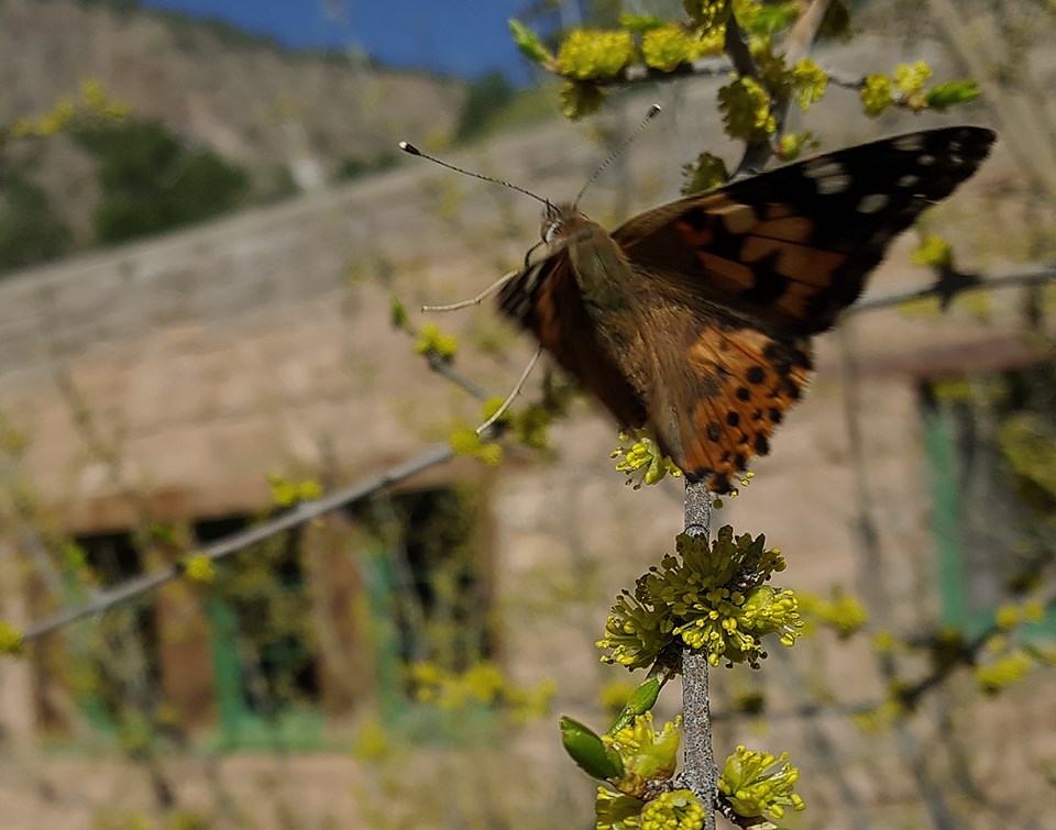 painted lady on nm olive