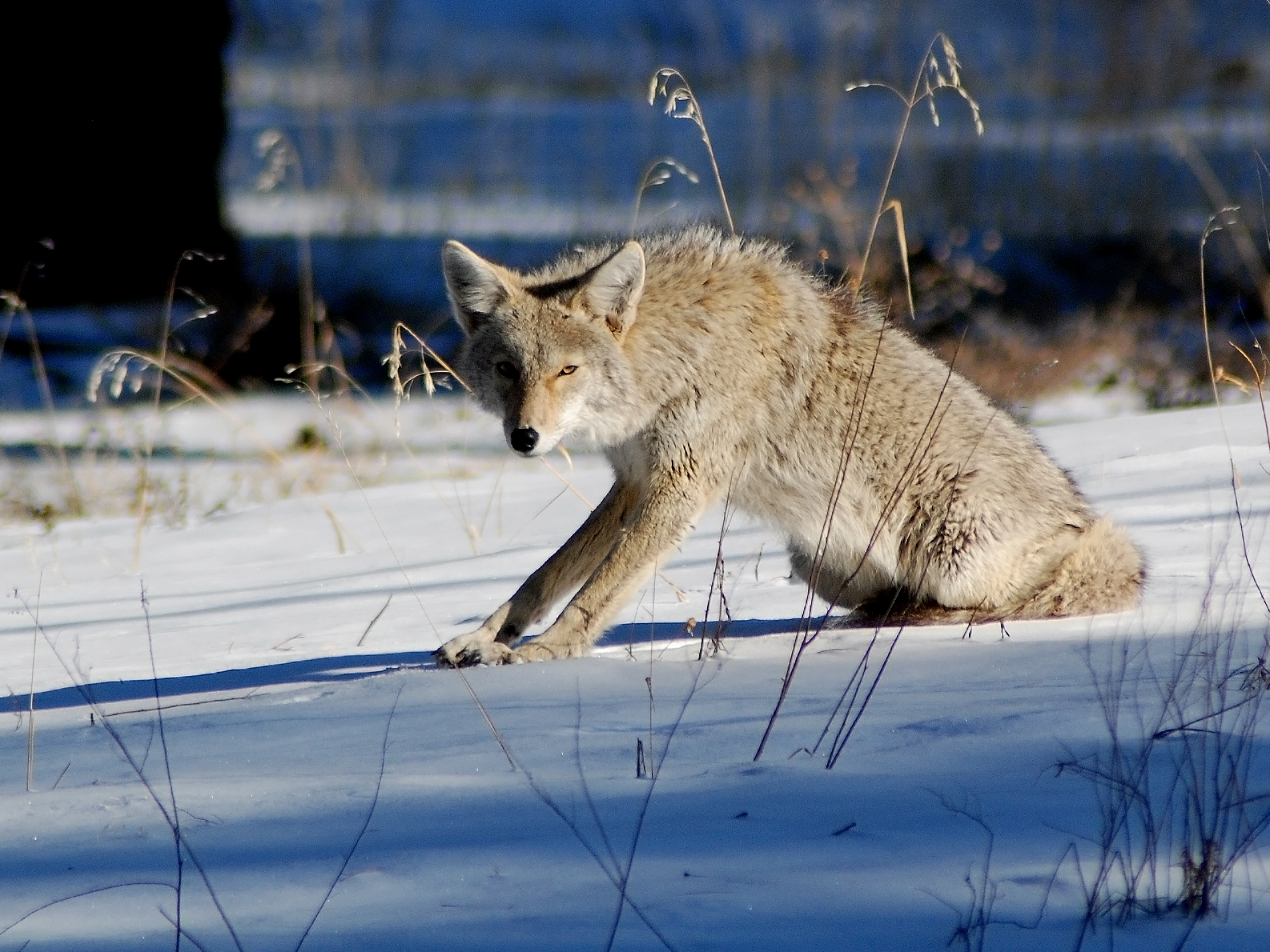 Bandelier National Monument is closed Thursday, March 2, 2023 due to weather. coyote stretches in snowy scene