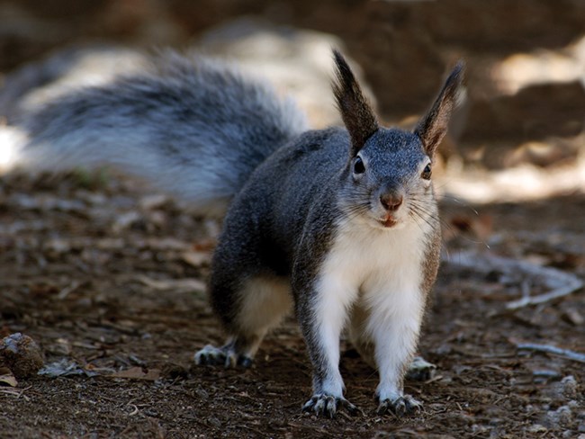 Abert's squirrel