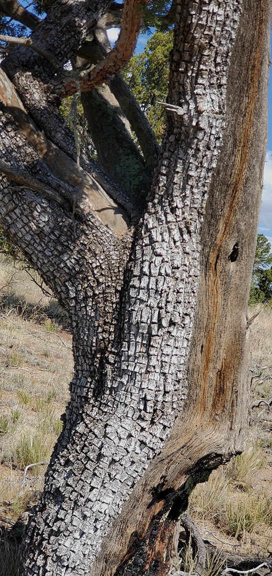 alligator juniper